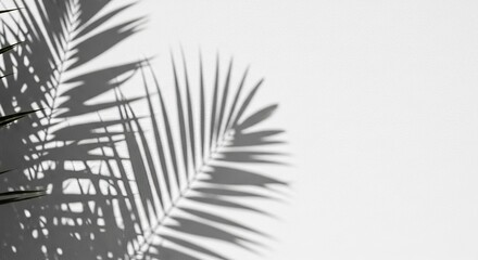 Shadows of Tropical Palm Leaves on a White Wall