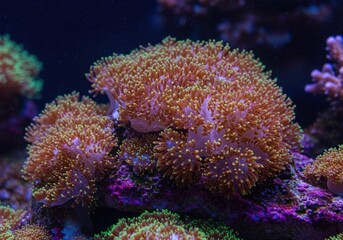 Close-up of a vibrant coral reef ecosystem thriving under controlled conditions, showcasing marine biodiversity and intricate life ,aquarium ,education ,ecosystem study