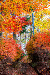 Autumn foliage in momiji season of Japan