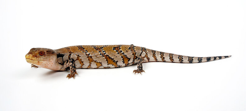 junger Blauzungenskink // young blue-tongued skink (Tiliqua scincoides) - Australien