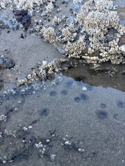 Sunrise and Tidepools at Oregon Coast