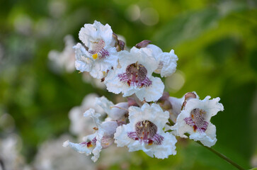 Closeup catalpa tree  inflorescences  against natural blurred green background . Summer blooming catalpa   tree branch, nature,  environment. Growing catalpa tree. Free copy space.