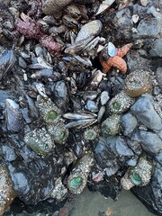 Closeup of Mussels & Starfish on Oregon Coast