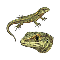 Lizard Fullbody and Close-Up Illustration for Nature and Branding
