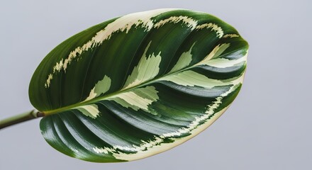 Stunning Maranta Leuconeura Fascinating Leaf Texture Close Up