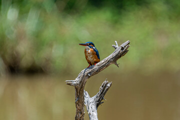 This common kingfisher is a small, brightly colored bird with a short tail, a large head, and a long, dagger-like bill.