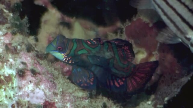 A beautifully colored mandarinfish is seen among the coral. This species can be found on the reefs of Anilao, Philippines in the early morning.