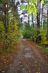 Fototapeta premium Rural dirt road through autumn forest with green pine trees and yellow foliage, peaceful natural landscape in soft daylight.
