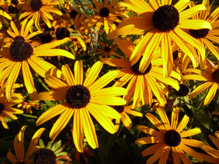 Makro einer Sonnenhut Bl&uuml;te.