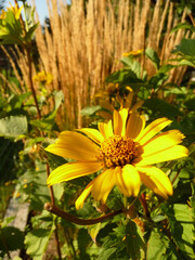 Eine Sonnenhut Blüte vor Gräsern im Garten.