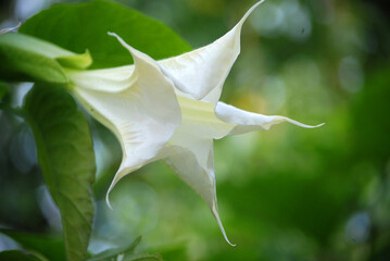 Eine Nahaufnahme von einer Stechapfelbl&uuml;te.