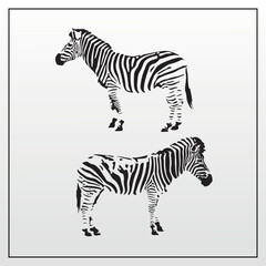 Elegant duo of zebra silhouettes capturing the essence of wild nature in a distinct black and white vector illustration for graphic projects