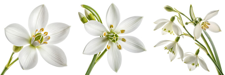  Set of  blossoms forming symmetrically with Fragrant Snowbell top view isolated on a transparent background