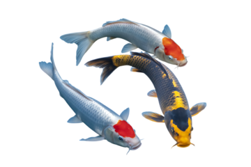 Fancy carp or Koi fish round wise, top down view, transparent background image