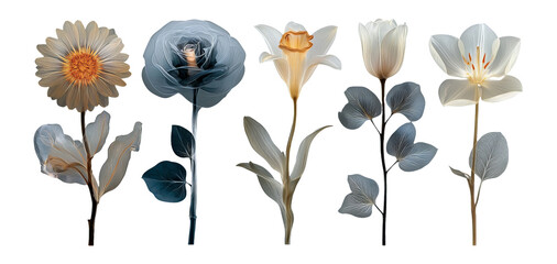 Elegant Collection of Isolated Floral Illustrations with Soft Color Palette