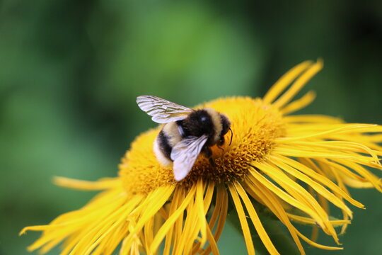 Bourdon butinant une fleur sauvage au printemps