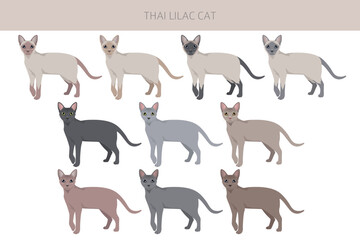 Thai Lilac Cat clipart. All coat colors set.  All cat breeds characteristics infographic. Vector illustration