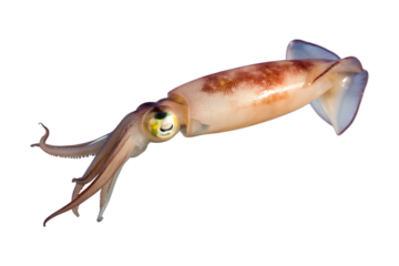 fresh squid high focused and detailed image isolated on transparent background