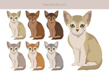 Singapura Cat clipart. All coat colors set.  All cat breeds characteristics infographic. Vector illustration