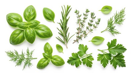Fresh Culinary Herbs for Flavorful Cooking and Healthy Meals