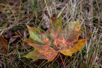 Vibrant fallen maple leaf in shades of red, yellow, and green lying on dry autumn grass, showing seasonal change and decay.
