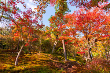 Momiji autumn foliage in Arashiyama, Kyoto, Japan