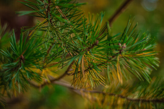Macro shot of green and yellow pine needles on a branch, showing seasonal change with soft background blur in nature.