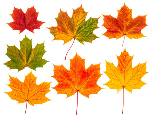 Obraz premium Autumn maple colorful leaves set isolated on transparent white background, png elemen