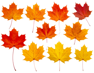 Autumn maple colorful leaves set isolated on transparent white background, png elemen
