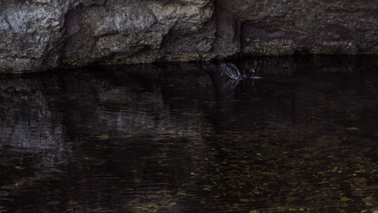 Two White-throated Dippers (Cinclus cinclus) fighting over water