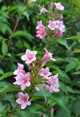 Weigela blooms in the garden.