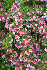 Fototapeta premium Weigela blooms in the garden.