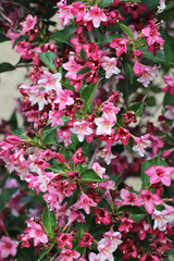 Weigela blooms in the garden.