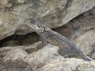 A detailed portrait of a Starred Agama lizard basking on a rock in its natural habitat. 