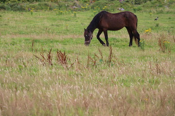 Cheval broutant de l'herbe dans une prairie irlandaise