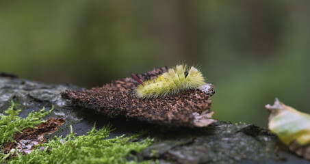 Raupe der gelben Farbvariante von Buchen-Streckfuß oder Buchenrotschwanz (Nachtfalter) auf Holz