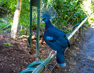 Zoo Exotic Bird 2