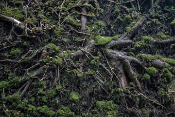 moss on the tree