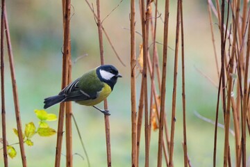 Garden scene with great tit sitting on the branch