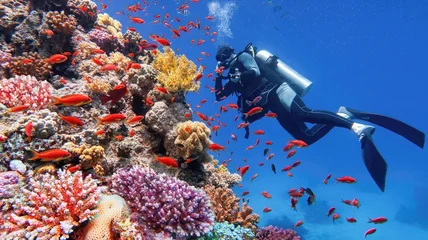 Fototapete Unterwasserwelt Scuba diver with underwater camera filming  beautiful coral reef with diversity of hard corals and fish.  © Tunatura