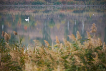beautiful bird on the lake