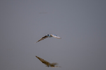 A small, buoyant tern in flight over water. The bird has a dark cap, a gray body, and a contrasting white cheek, appearing as a 