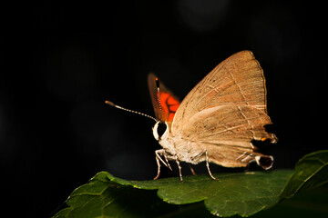 Naklejka premium Close-Up of a Butterfly Sitting on a Leaf in Natural Habitat