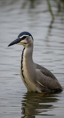 Night Heron in Water - A Focused Portrait of a Wild Bird.