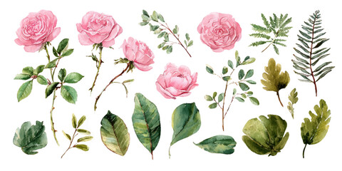 Collection of delicate pink roses and green leaves arranged artistically isolated on white background