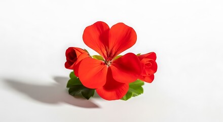 Vibrant Red Geranium Blossom on White Background.