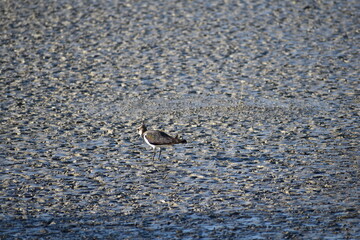 Northern Lapwing standing on the textured muddy surface of Albufera Natural Park, Mallorca, Vanellus vanellus, blending into its natural wetland habitat
