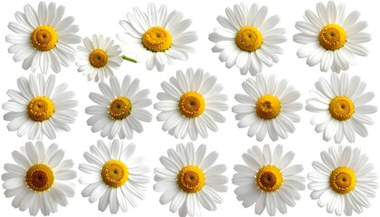 A collection of white and yellow floral arrangements, perfectly positioned against a plain background