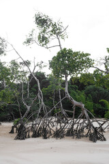 árvores na amazônia brasil ribeirinhos verde 