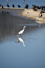 Black-winged Stilt and Little Egret walking together in the shallow waters of Albufera Natural Park, Mallorca, surrounded by serene wetland reflections

